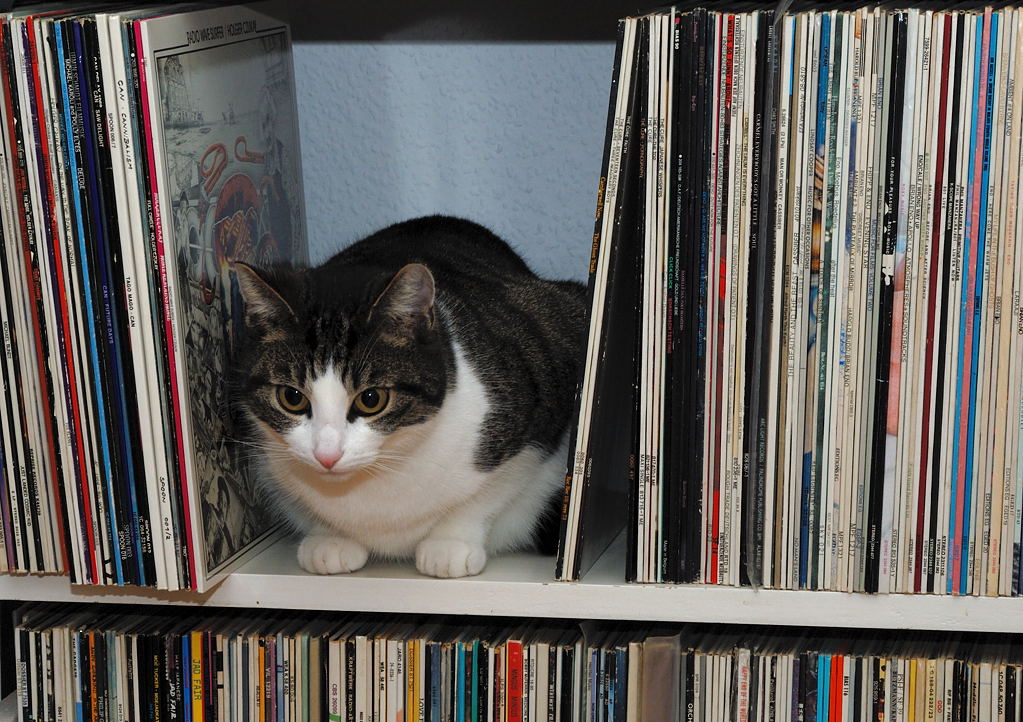 Mausi zwischen Czukay und Camberwell Now