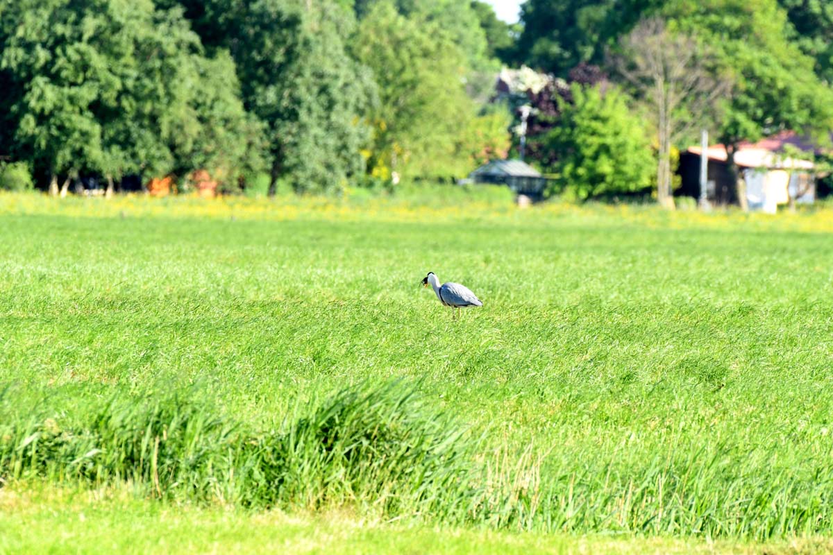 Mausreiher.3.nf