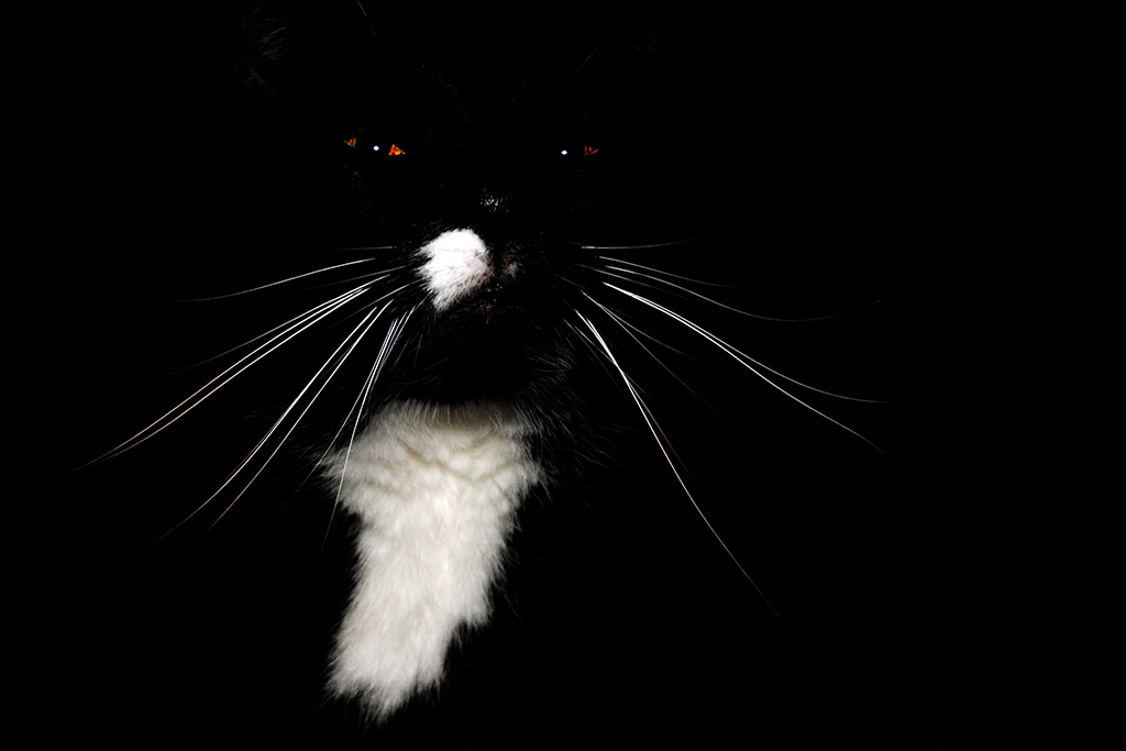 Max der Liebe