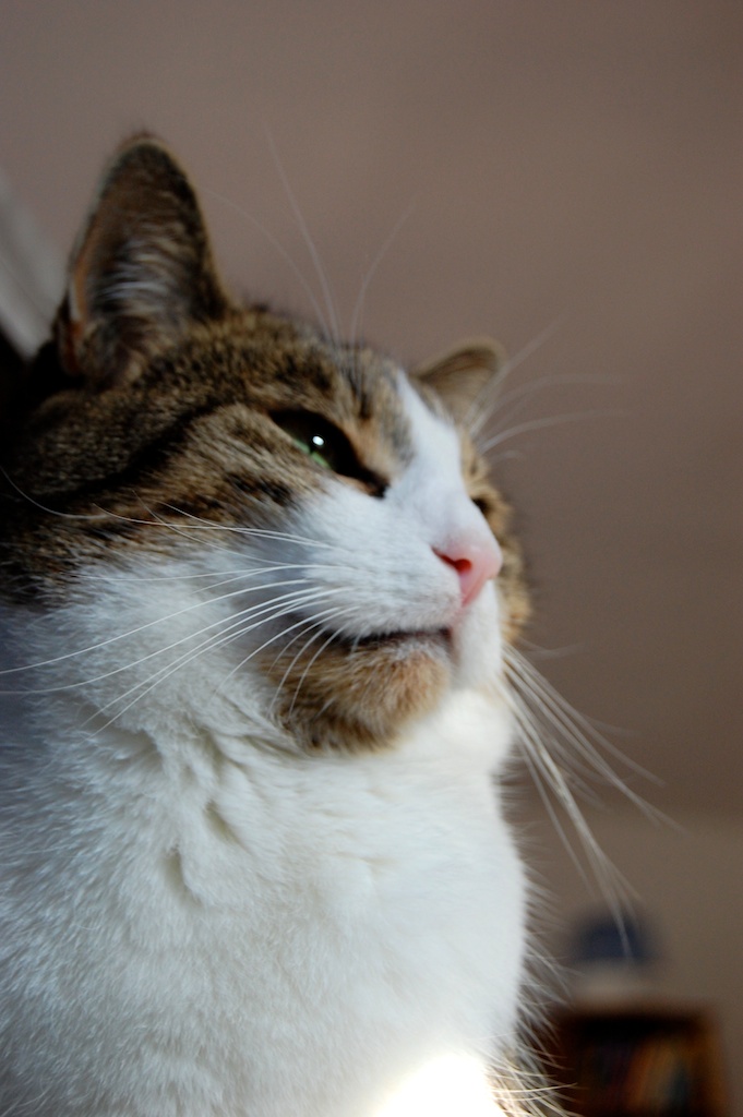 Max