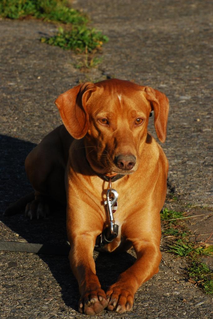 Max
