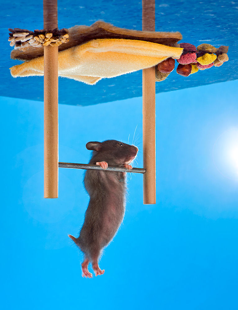 Maximilian Weinzierls Hamster NIKO turnt?