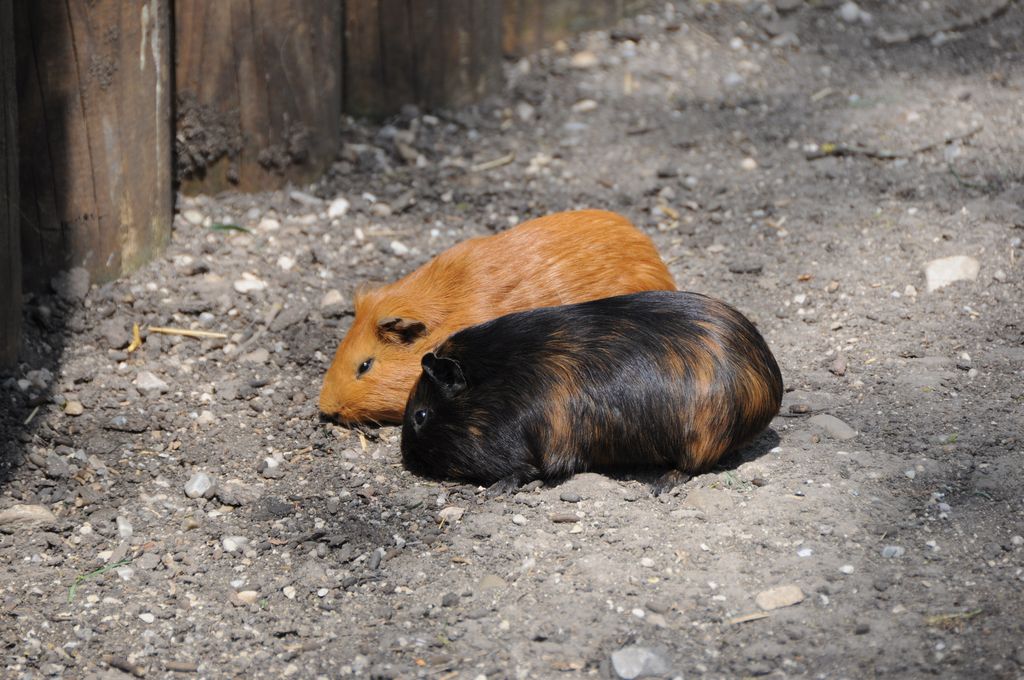 Meerschweinchen