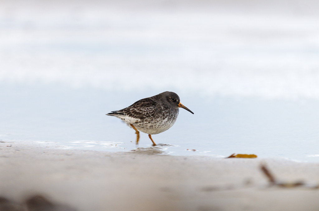 Meerstrandläufer (1 von 1)