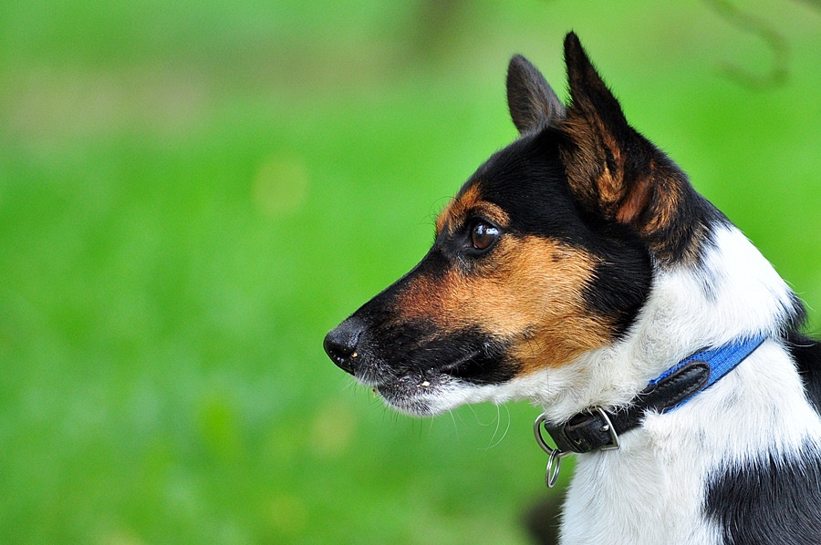 Meilo 6