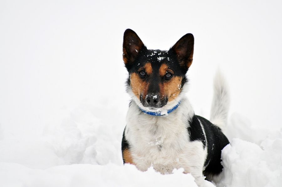 Meilo guckt aus Schnee