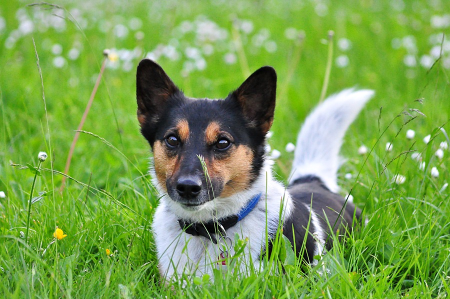 Meilo im Gras