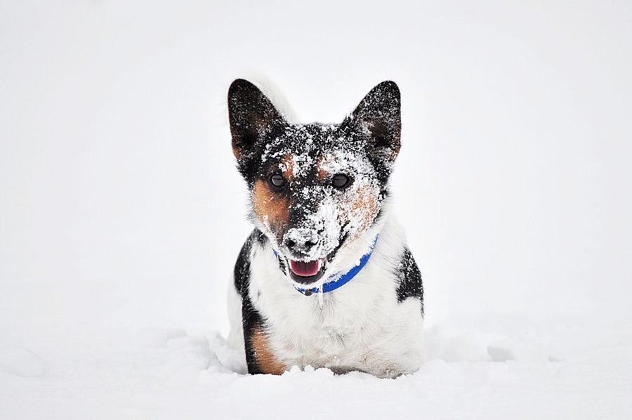 Meilo im Schnee