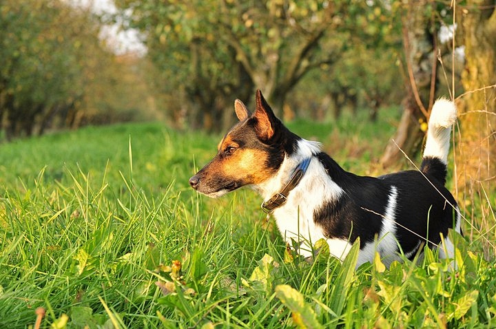Meilo in der Herbstsonne