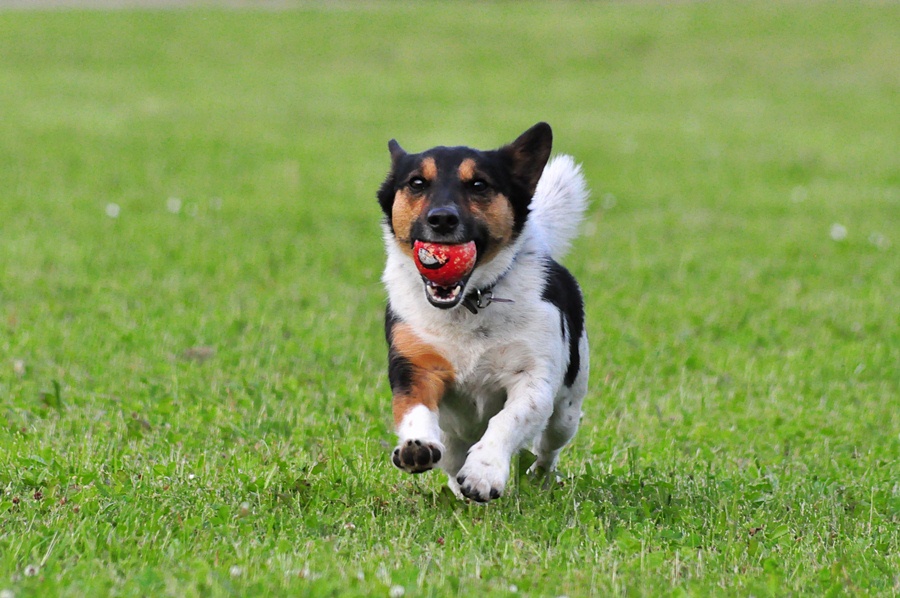 Meilo läuft mit Ball