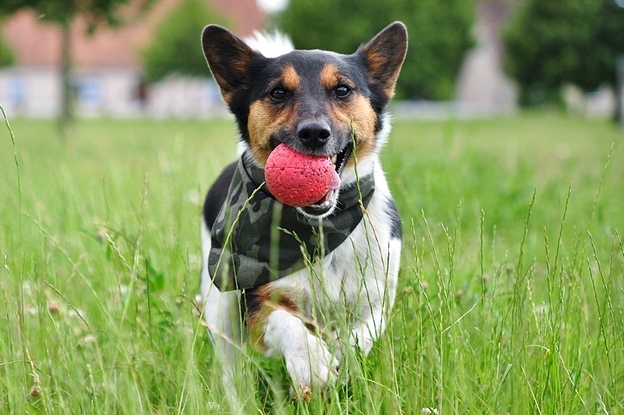 Meilo mit dem Ball