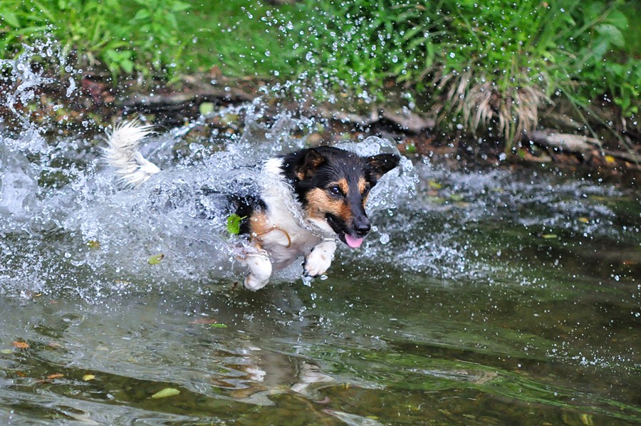 Meilo springt 5 FORUM