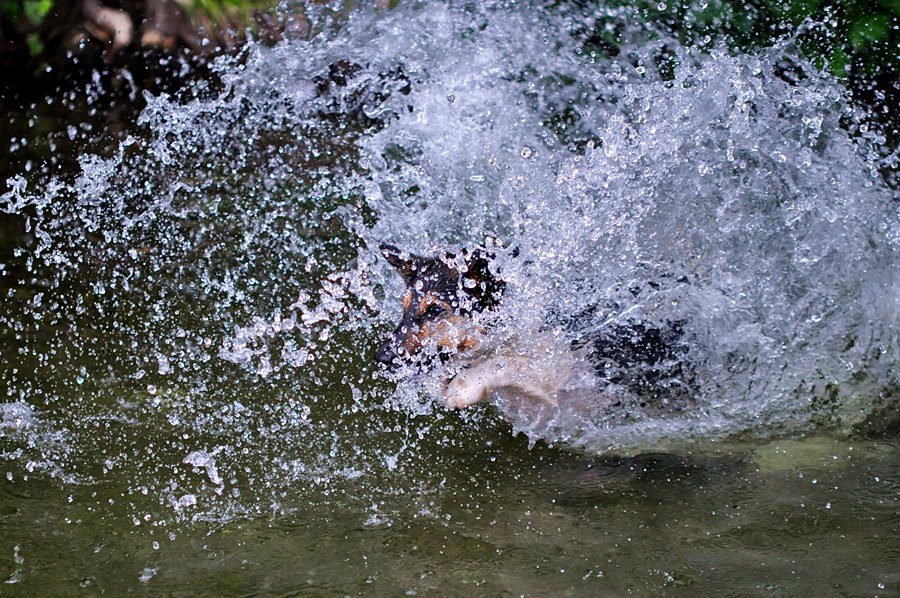 Meilo springt 6 FORUM