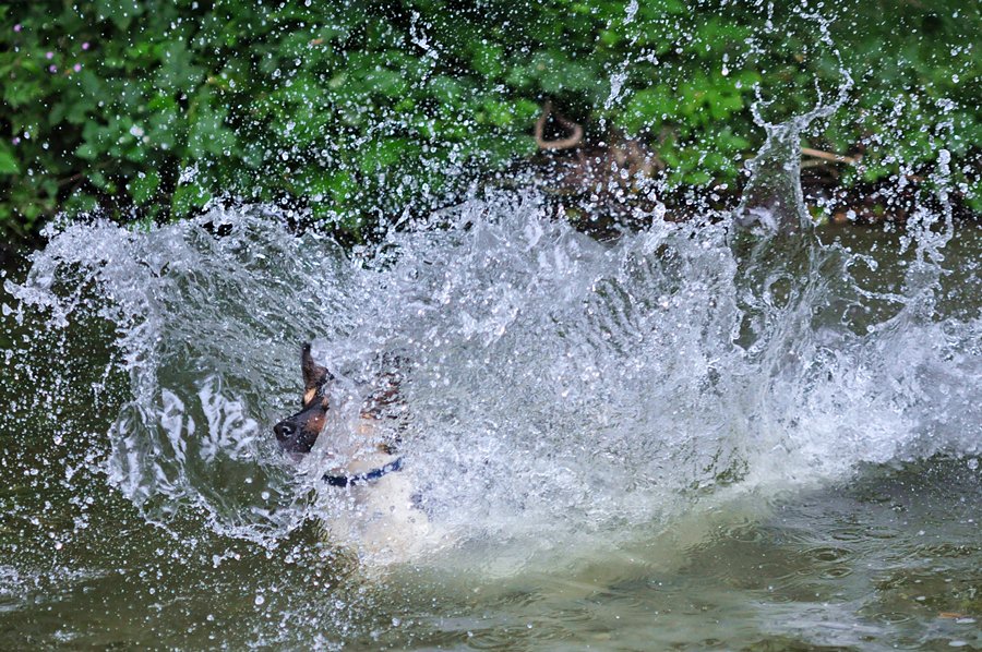 Meilo springt 7 FORUM