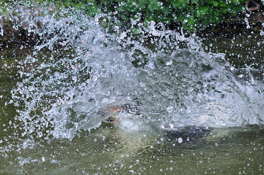 Meilo springt 8 FORUM