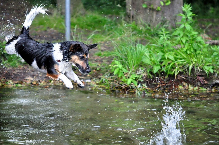 Meilo springt 9 FORUM