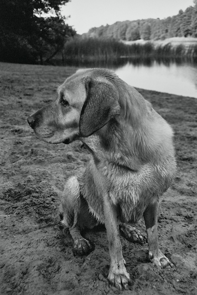 Mein 90%-Labrador am Grunewaldsee in Berlin

Wie immer:
Nikon F-501
Nikkor 35-70