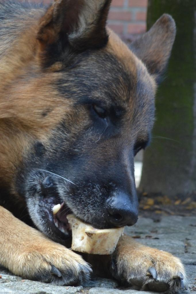 Mein Hund 1
