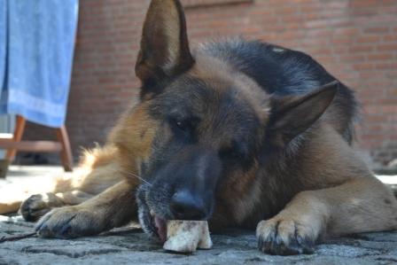 Mein Hund 1