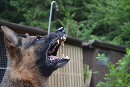 Mein Hund beim Bellen