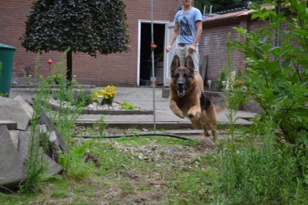 Mein Hund im Laufen