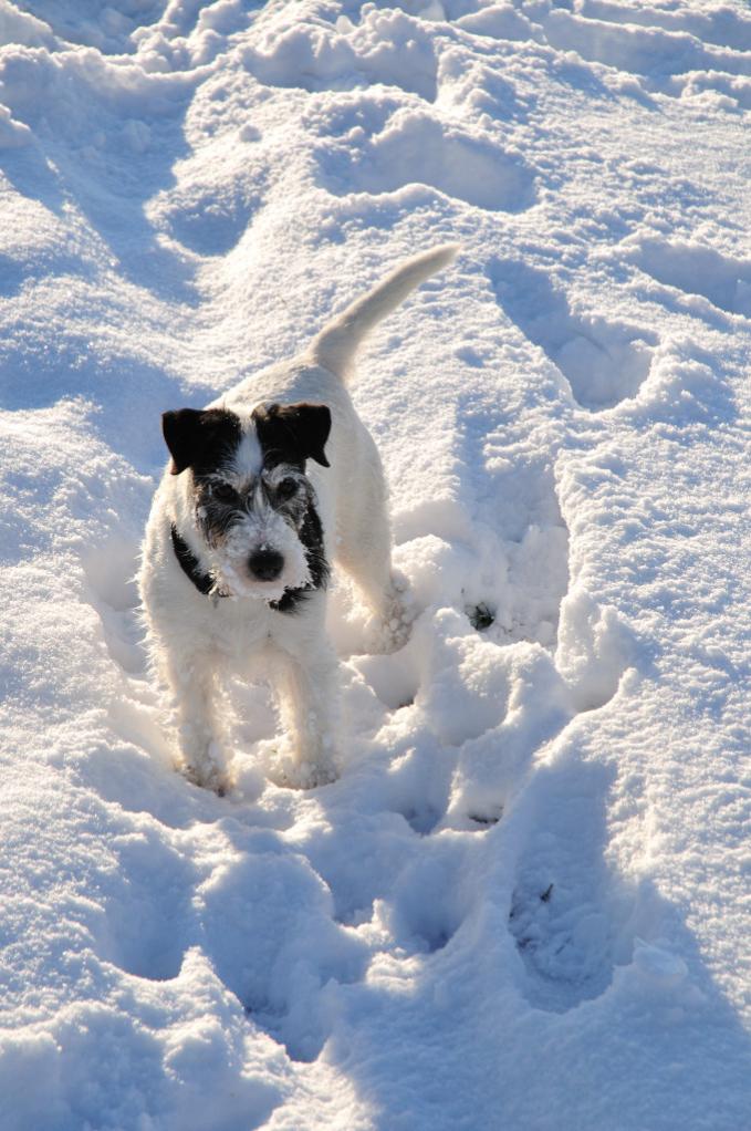 Mein Hund spinnt bei schnee