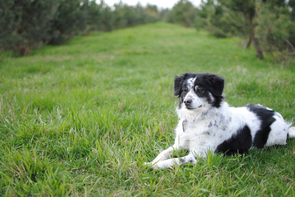 mein Hund