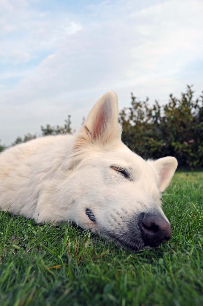 Mein Hund