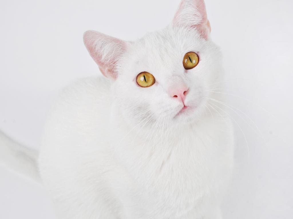Mein Kater Julius Caesar, Nikon D90, 27.06.2010