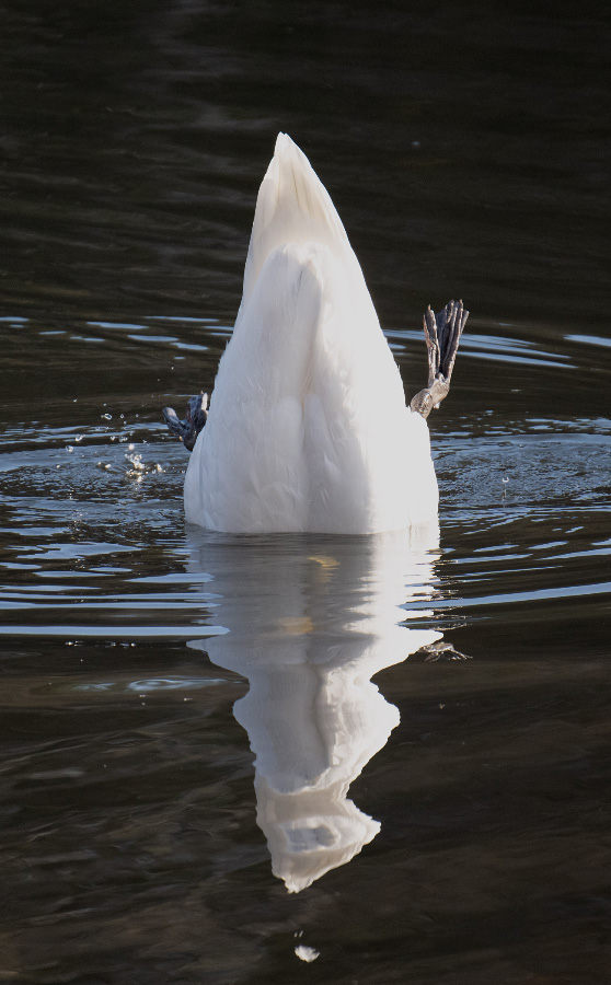 Mein lieber Schwan - 1.jpg