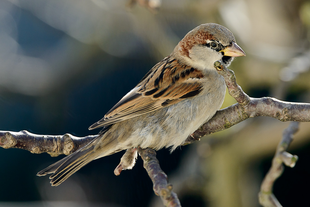 Mein lieber Spatz