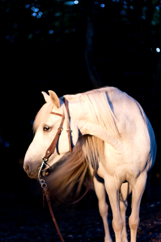 Mein Pferd in der Abendsonne