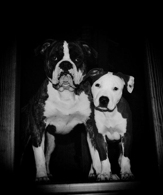 Meine dogz