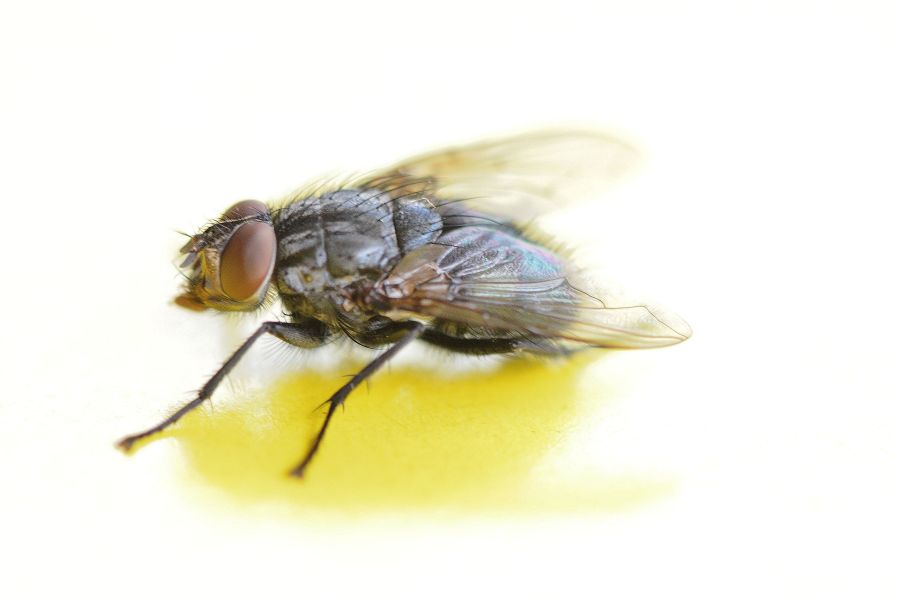 Meine Fliege 002