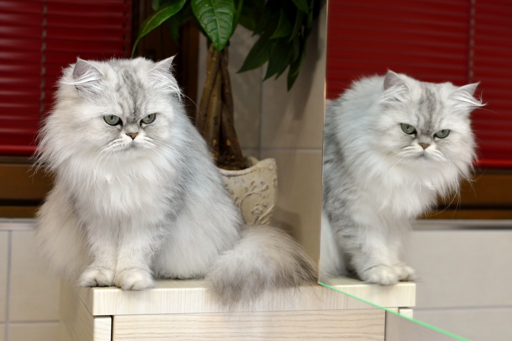 meine Katze