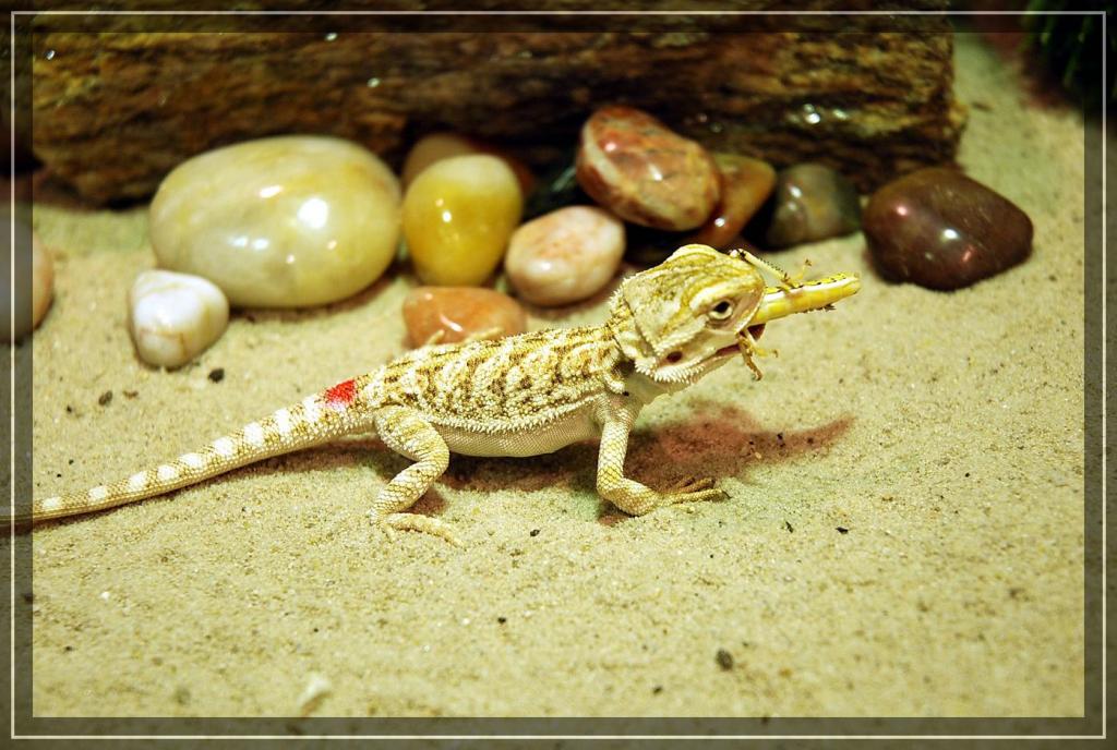 meine kleine neue bartagame