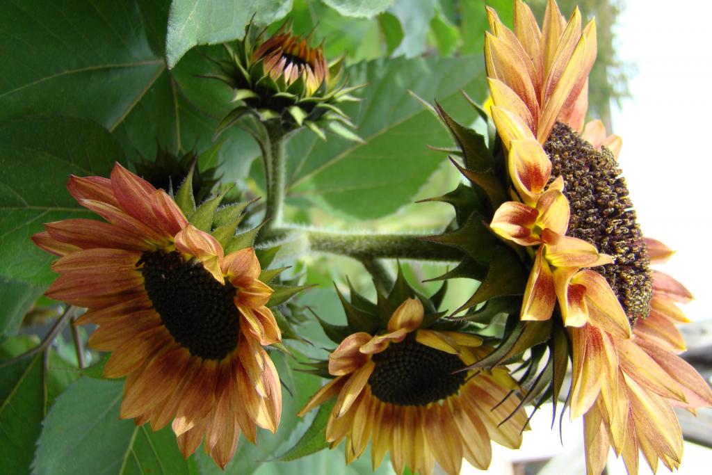 meine schönste Sonnenblume 2009