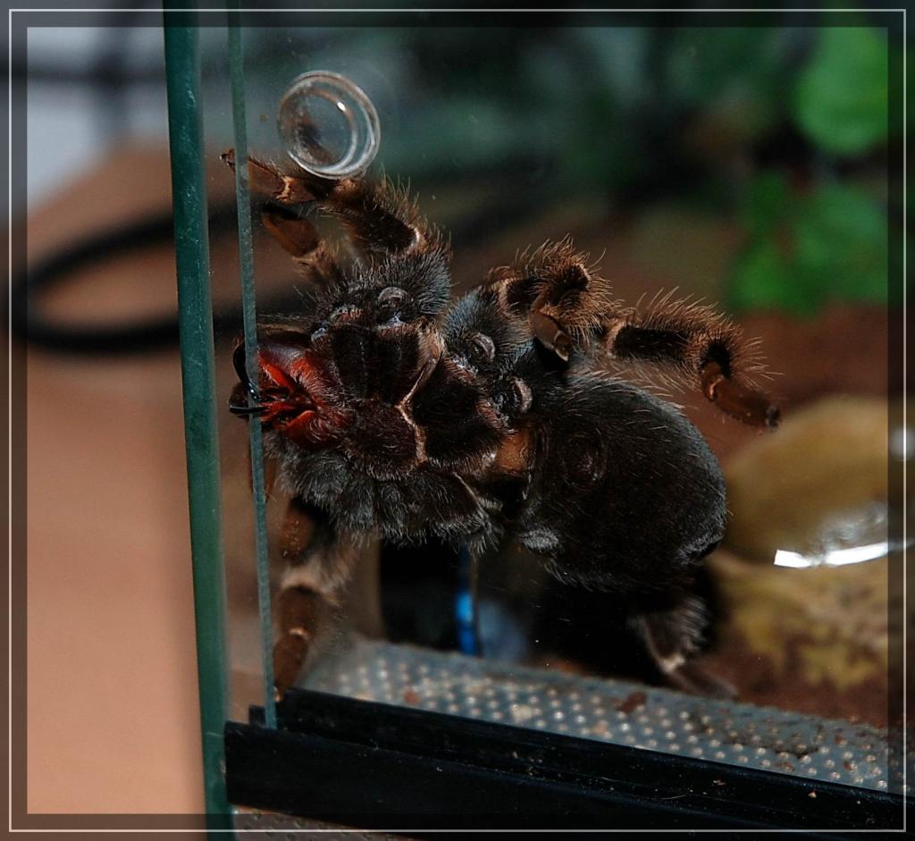 meine smithi beim ausbrechen