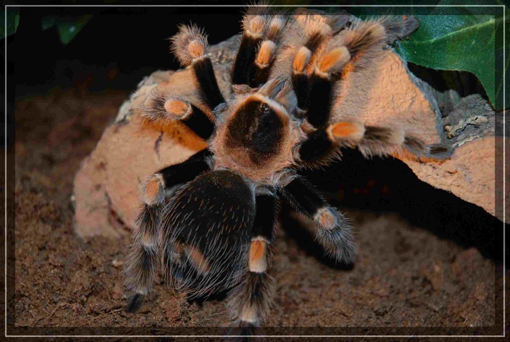 meine smithi