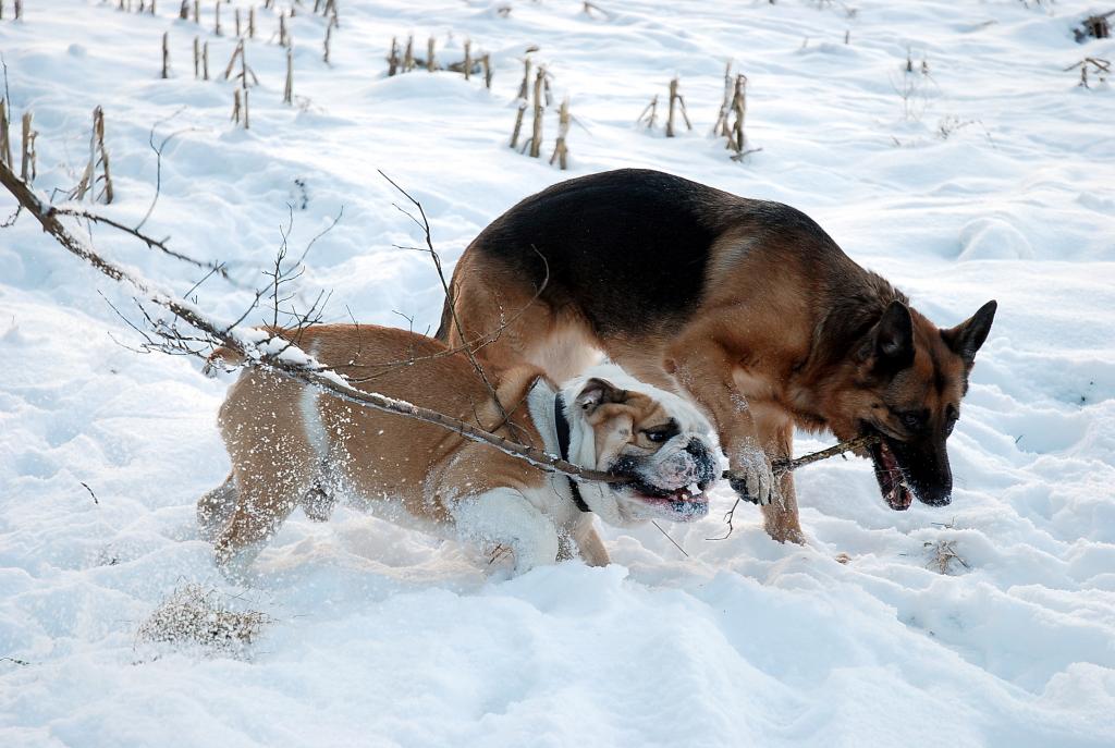 Meine zwei süßen im Schnee