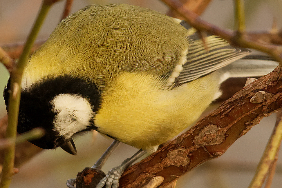 Meise 1 Crop