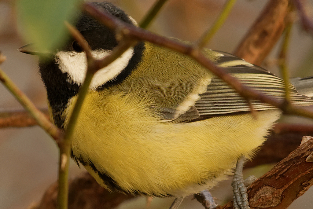 Meise 2 Crop