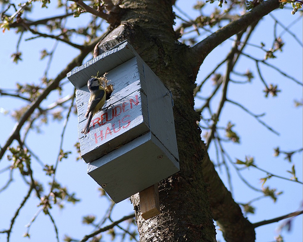 Meise am Vogelhaus