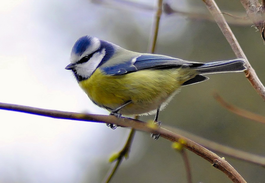 meise2 web
