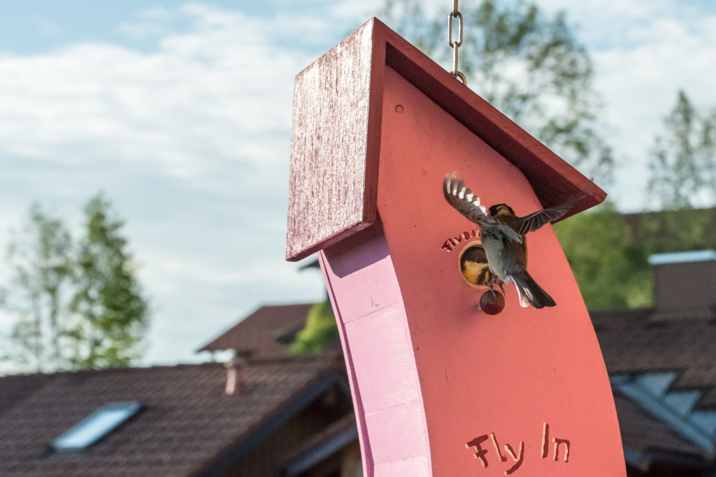 Meisen Einflug besetzt