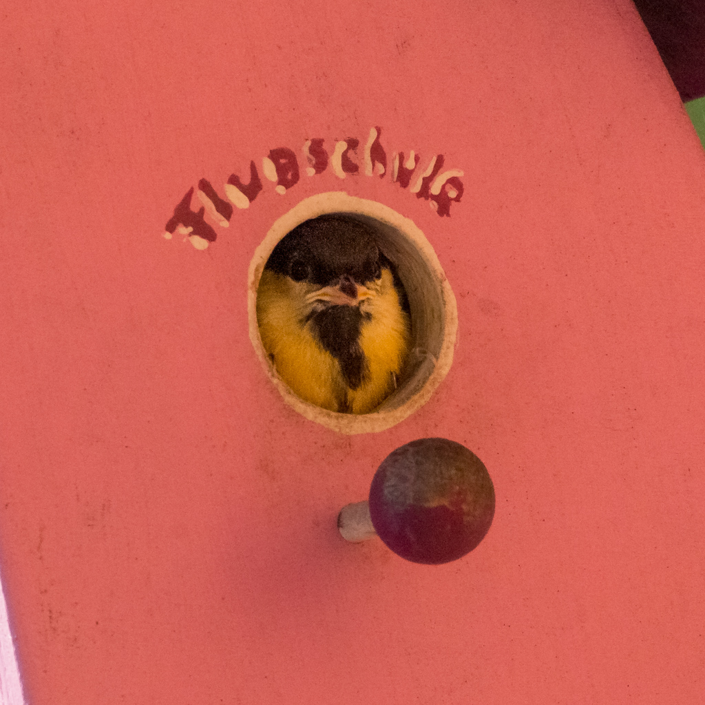 Meisen Jetzt schon?