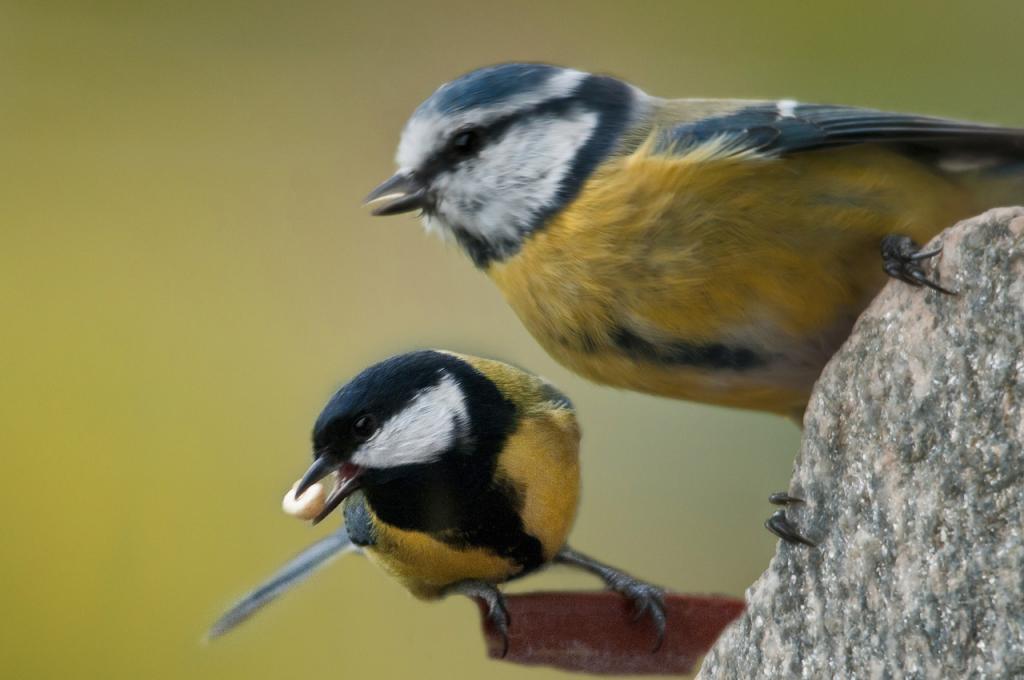 Meisen
