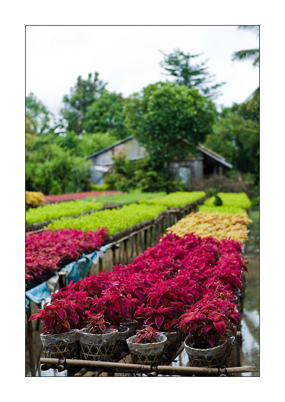 Mekong Blumen fuer Saigon 3