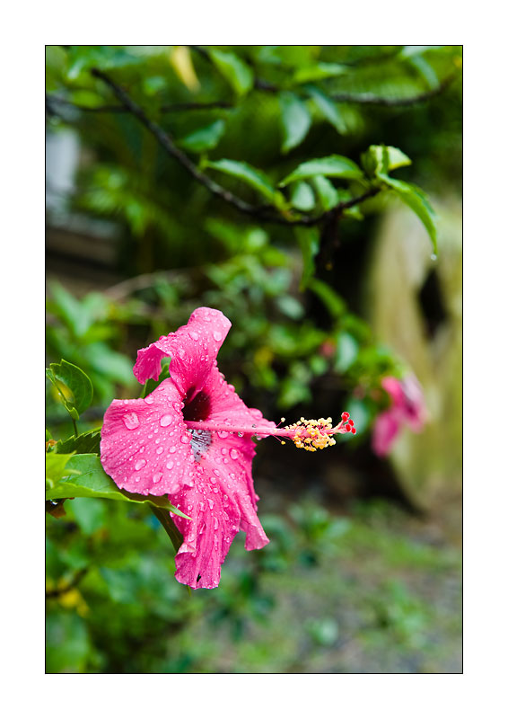 Mekong Blumen fuer Saigon 5