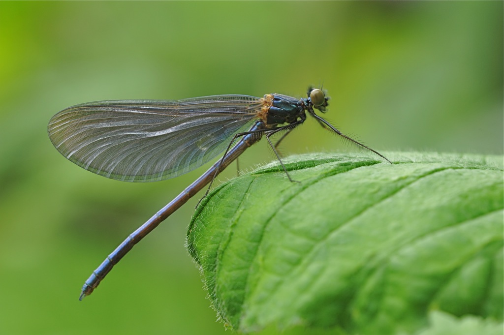 MER 6770